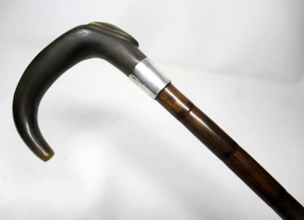 Very stylish fine quality French polished stepped Partridge wood walking cane with an elegant decoratively carved classical cow horn crook handle above a plain silver collar. 

Silver Makers Mark is indistinct. 

Birmingham Assay mark date