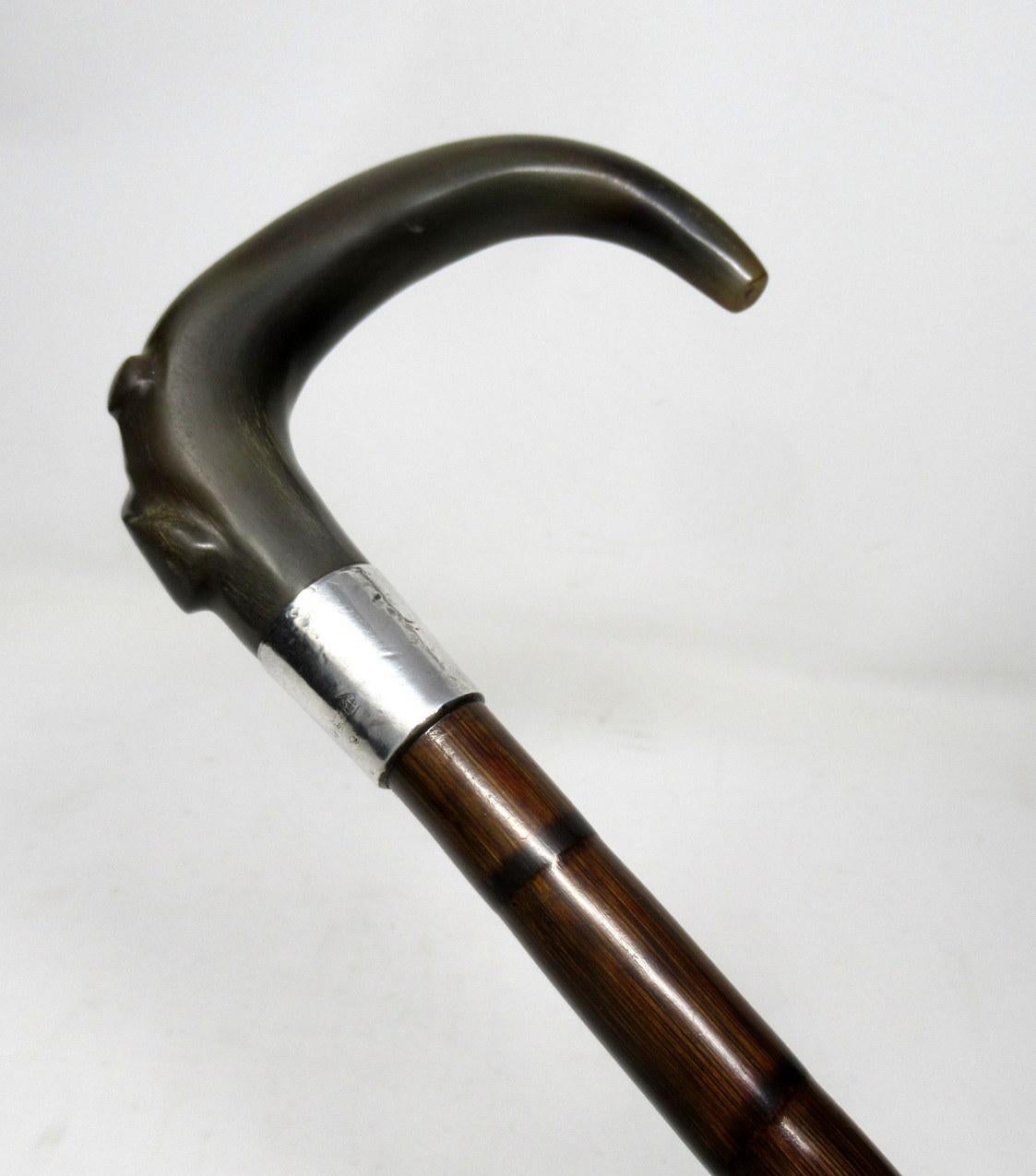 19th Century Partridge Wood Walking Stick Cane Horn Crook Handle Sterling Silver Collar 1900