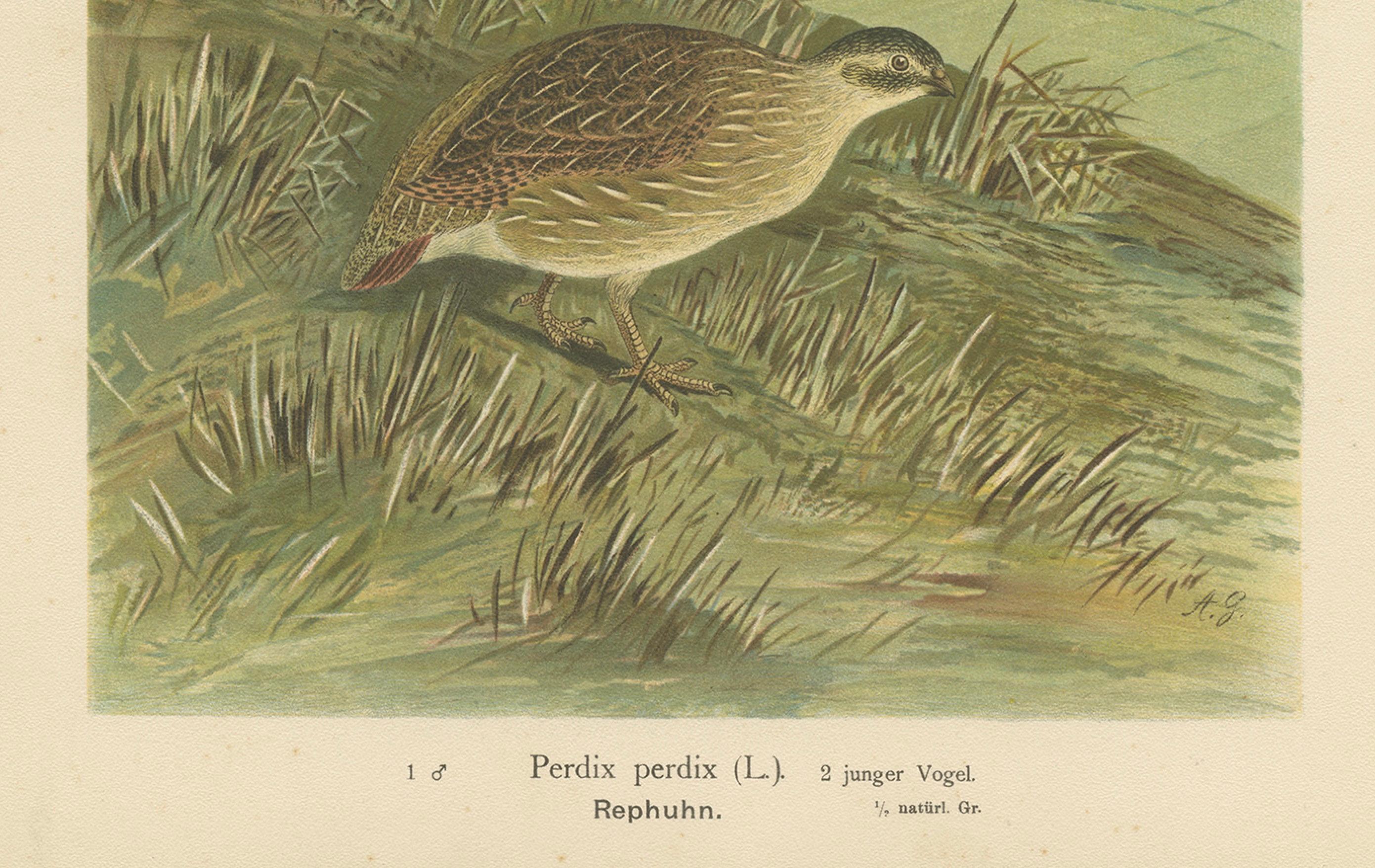 Rebhühner in ländlicher Landschaft - Antike Vogel-Chromolithographie aus dem 19.

Diese reizvolle Chromolithografie aus dem 19. Jahrhundert zeigt ein männliches und ein junges Rebhuhn (Perdix perdix) vor einer sanft abfallenden Landschaft mit einem