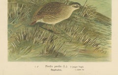 Partridges in Rural Landscape – Antique 19th Century Bird Chromolithograph