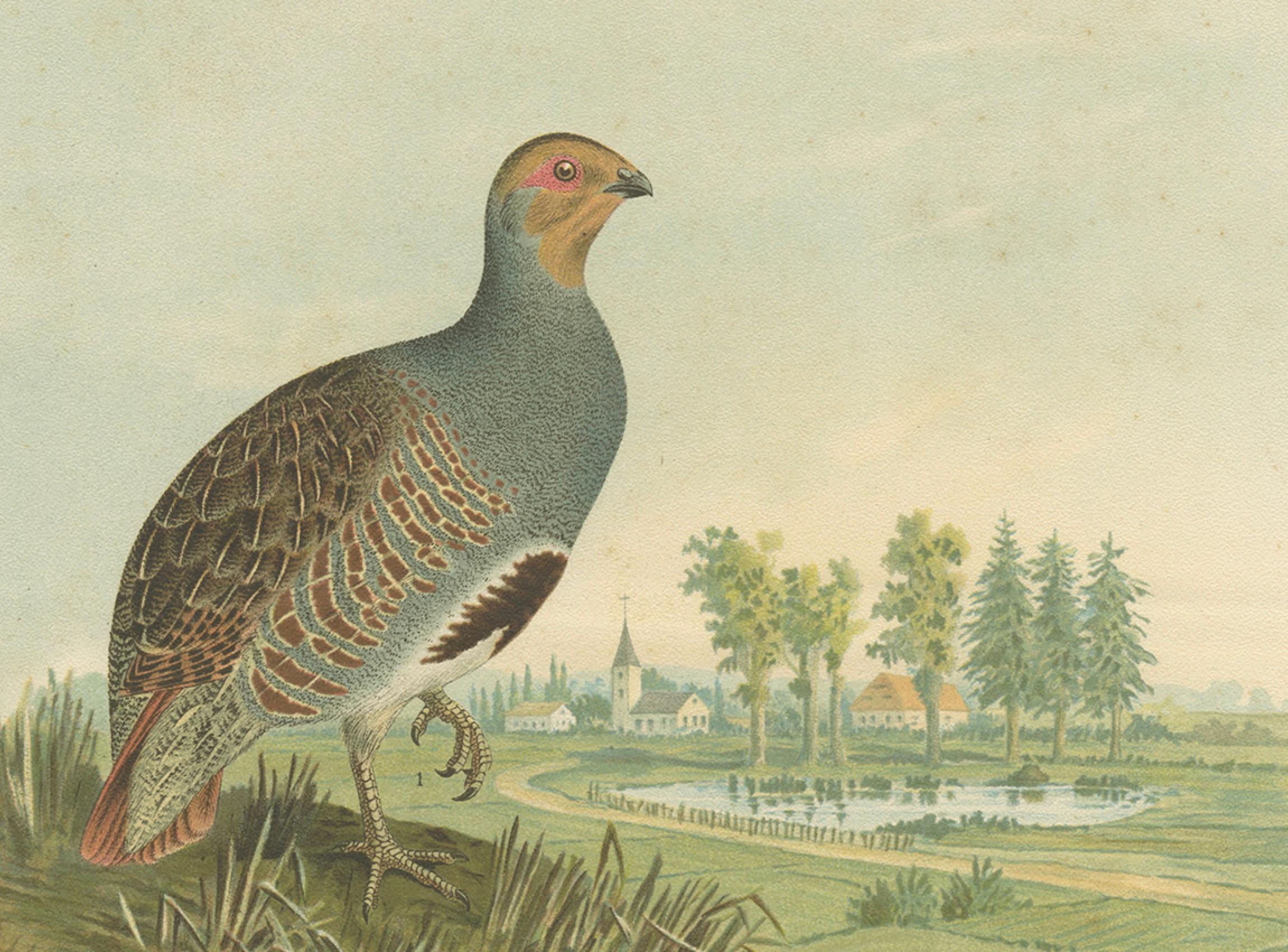 Rebhühner in ländlicher Landschaft - Antike Vogel-Chromolithographie aus dem 19. im Zustand „Gut“ im Angebot in Langweer, NL