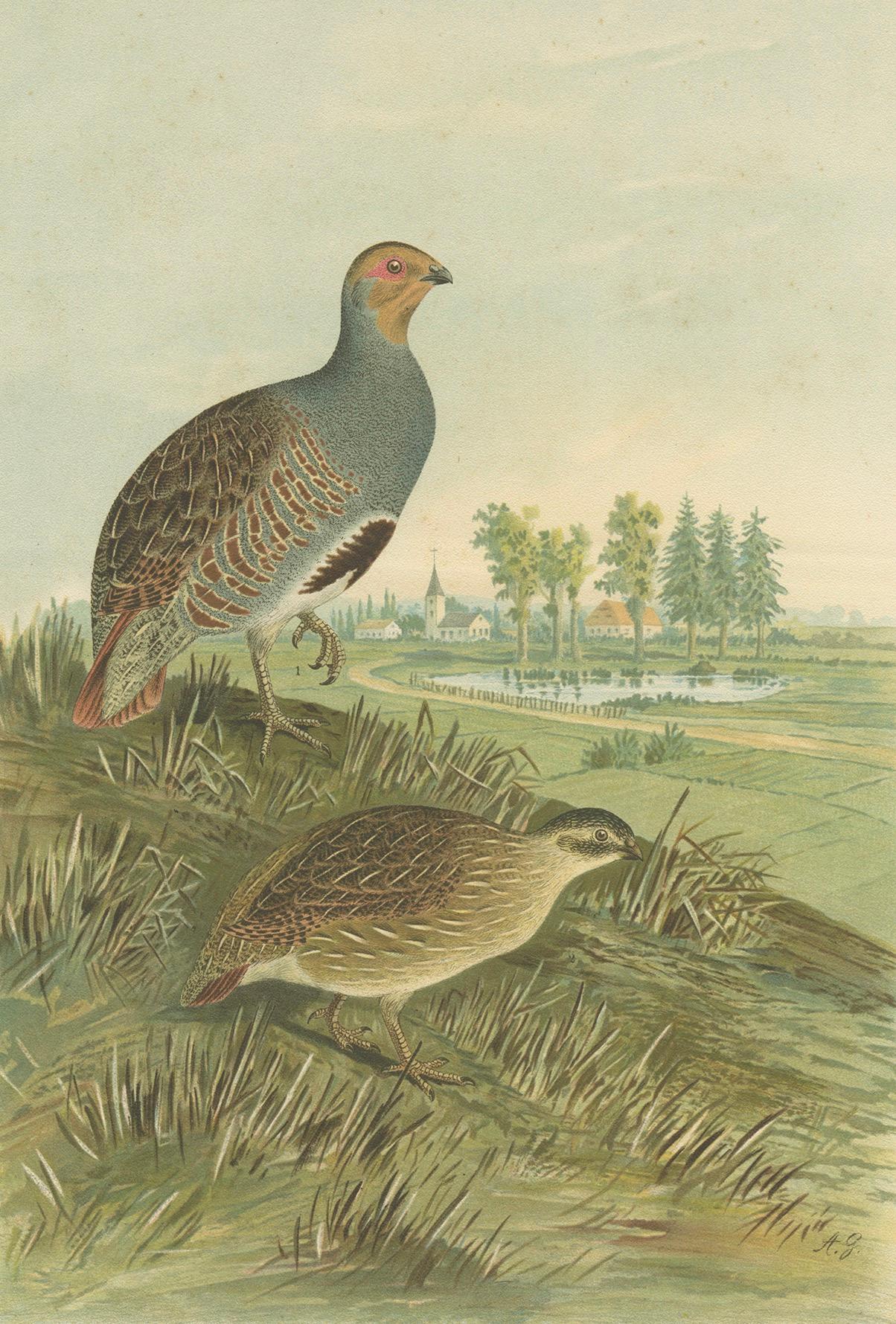 Rebhühner in ländlicher Landschaft - Antike Vogel-Chromolithographie aus dem 19. (19. Jahrhundert) im Angebot