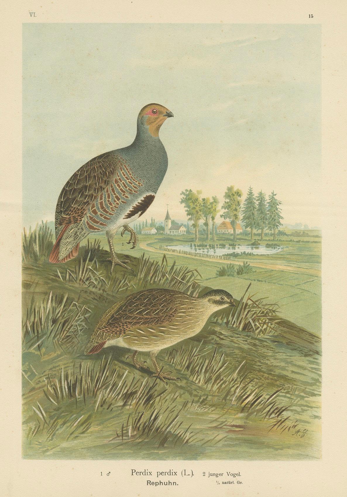 Rebhühner in ländlicher Landschaft - Antike Vogel-Chromolithographie aus dem 19. (Papier) im Angebot