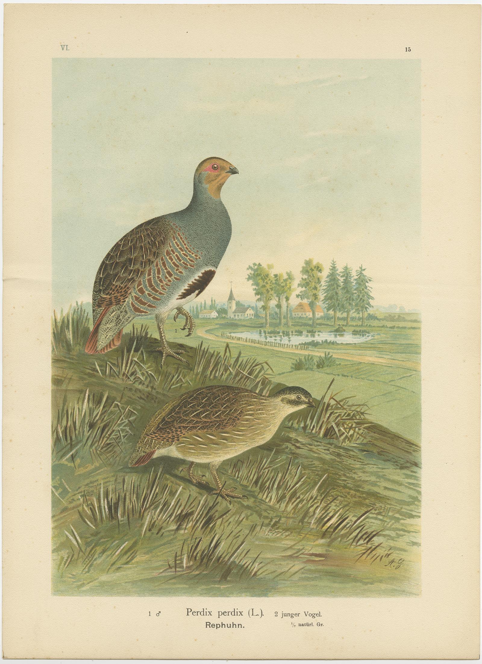 Rebhühner in ländlicher Landschaft - Antike Vogel-Chromolithographie aus dem 19. im Angebot 1