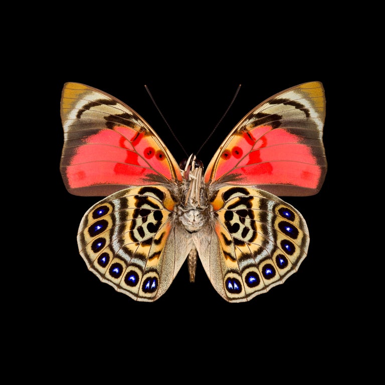 Pascal Goet - Kroma: Agrias Claudina Belsazar-M-V For Sale at 1stDibs