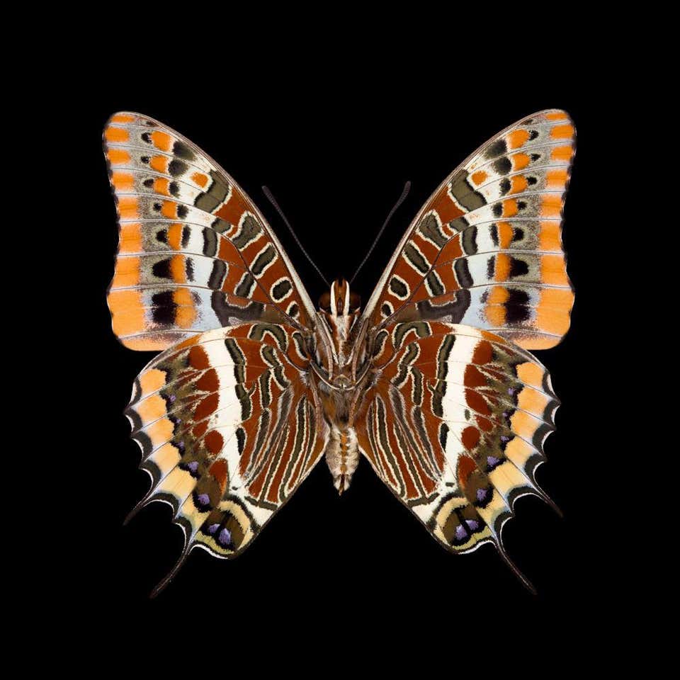 Pascal Goet - Kroma: Thecla Coronata-M For Sale at 1stDibs