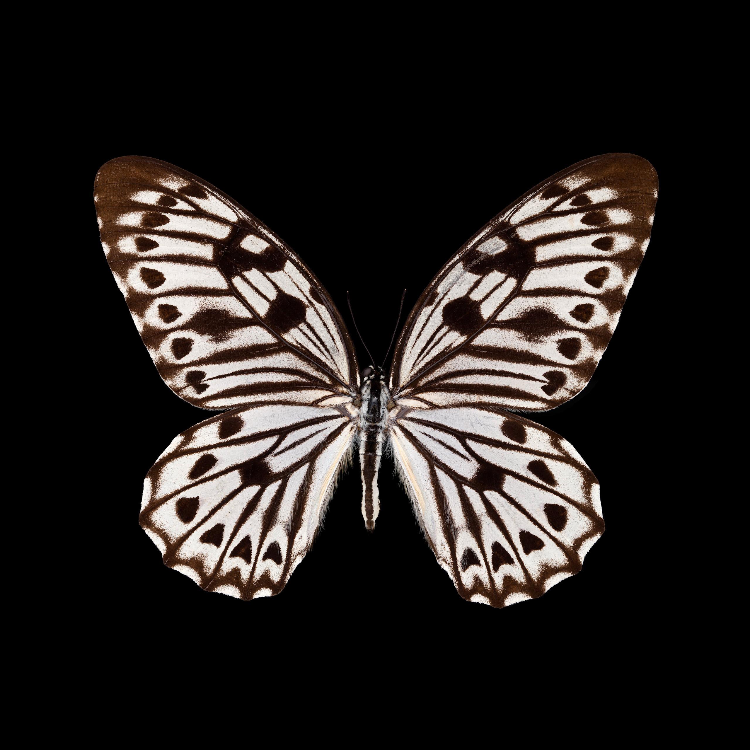 Pascal Goet Still-Life Photograph - Kroma: Graphium idaeoides-M
