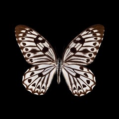 Kroma: Graphium idaeoides-M