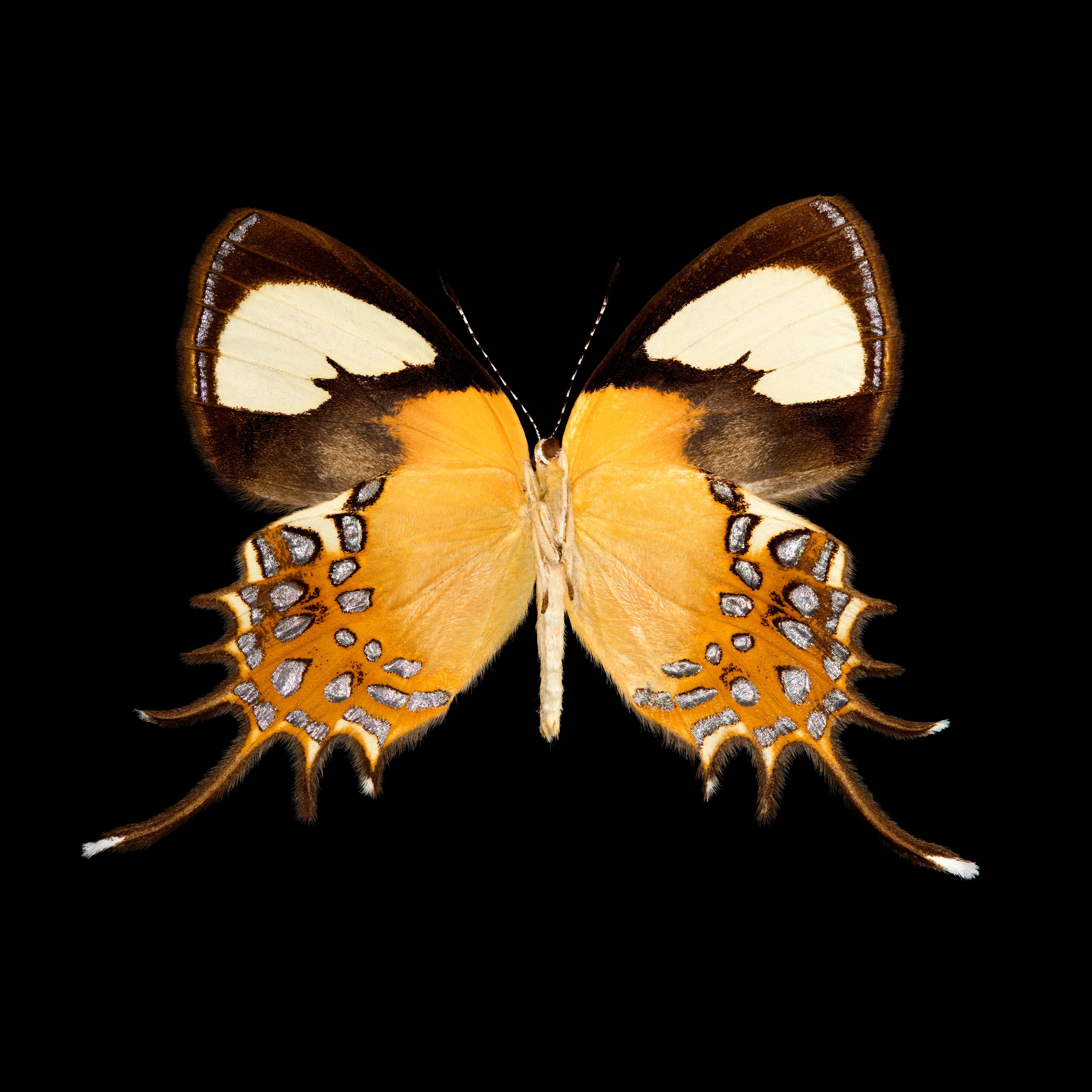 Still-Life Photograph de Pascal Goet - Kroma: Helicopis Cupido-M