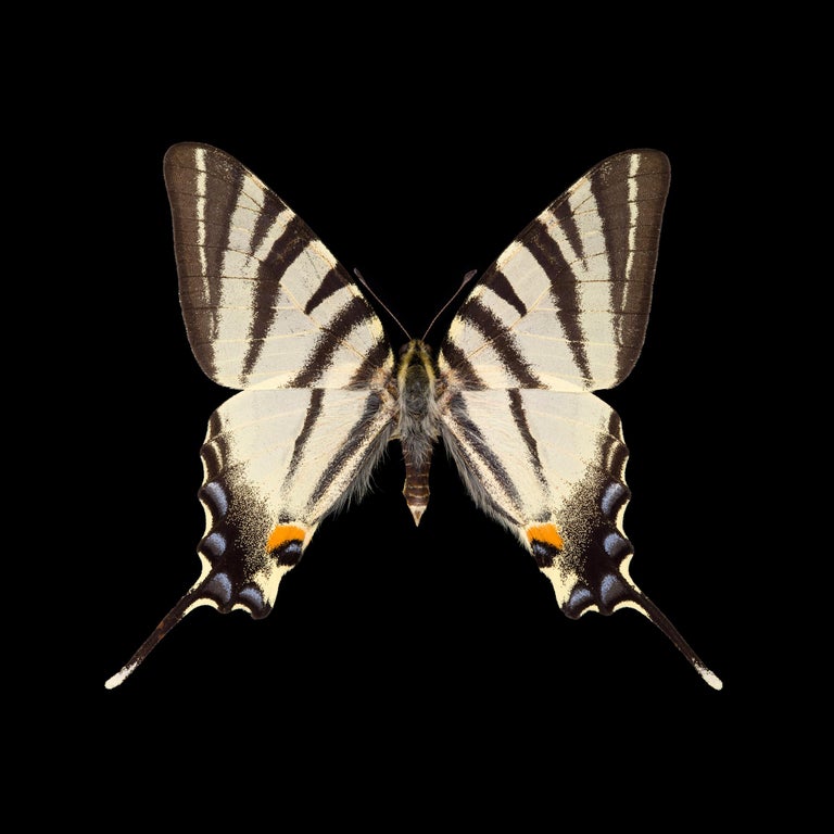 Pascal Goet - Kroma: Iphiclides podalirius-R For Sale at 1stDibs