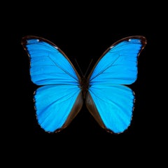 Kroma: Morpho Godarti Tingomariensis