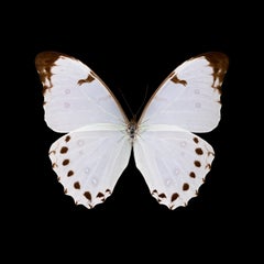 Kroma : Morpho Polyphemus Luna-R-M