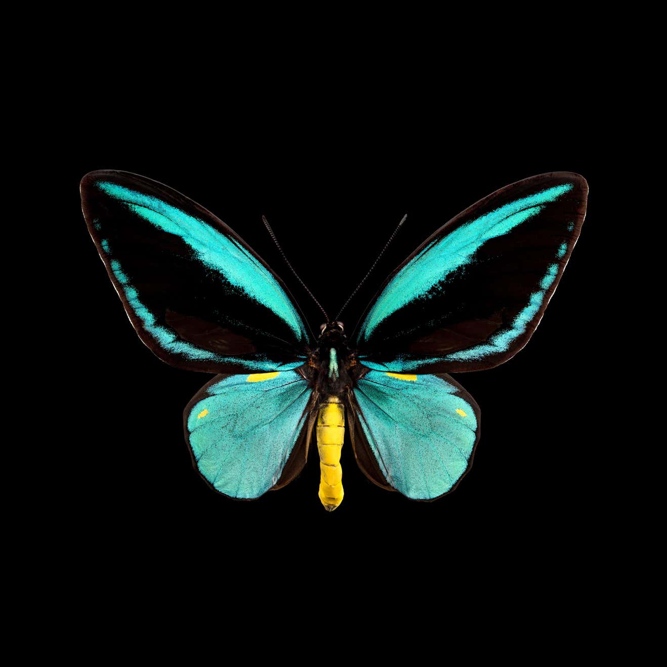 Pascal Goet - Kroma: Ornithoptera Aesacus For Sale at 1stDibs