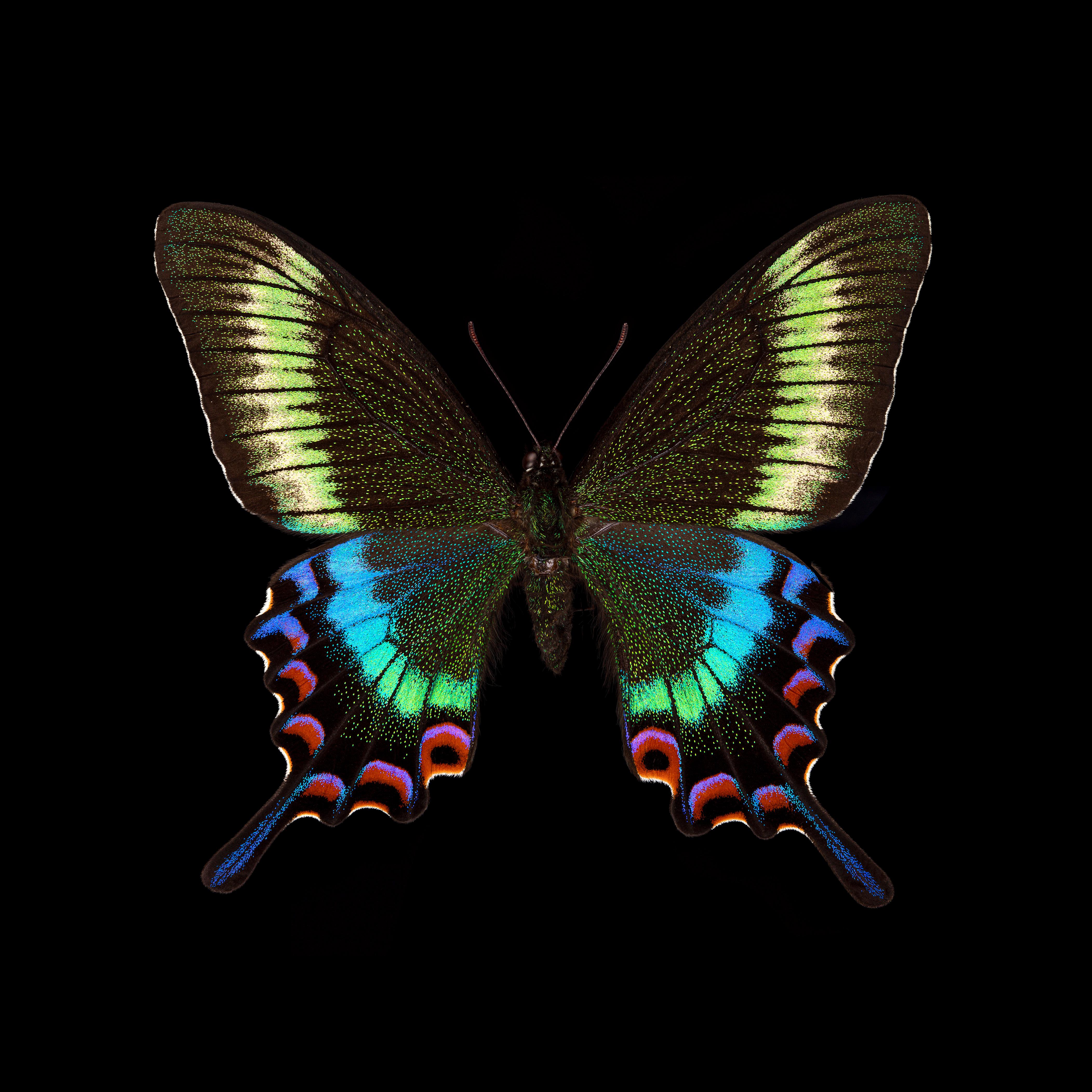 Pascal Goet Still-Life Photograph - Kroma: Papilio Maackii-F