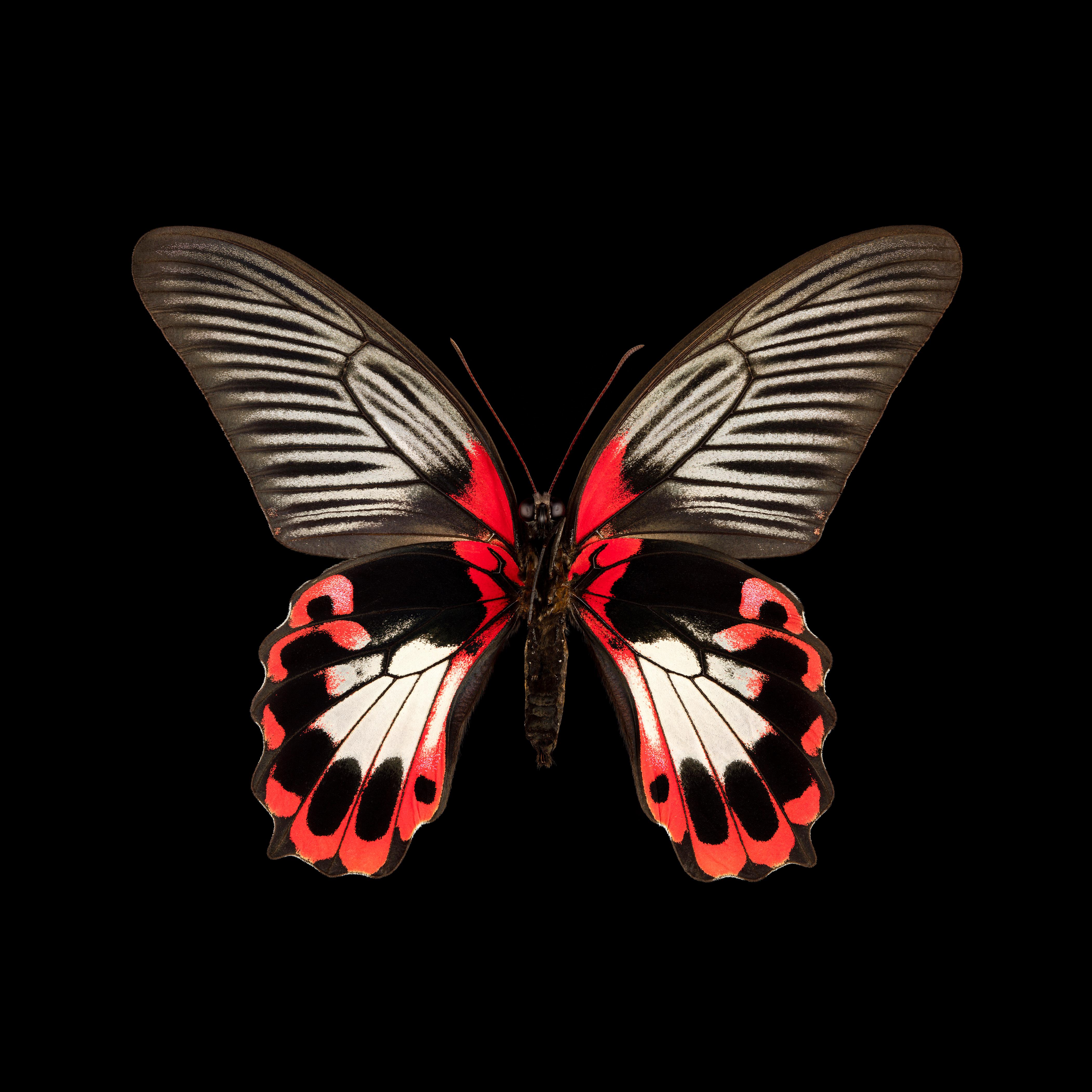 Pascal Goet Still-Life Photograph - Kroma: Papilio Rumanzovia-V