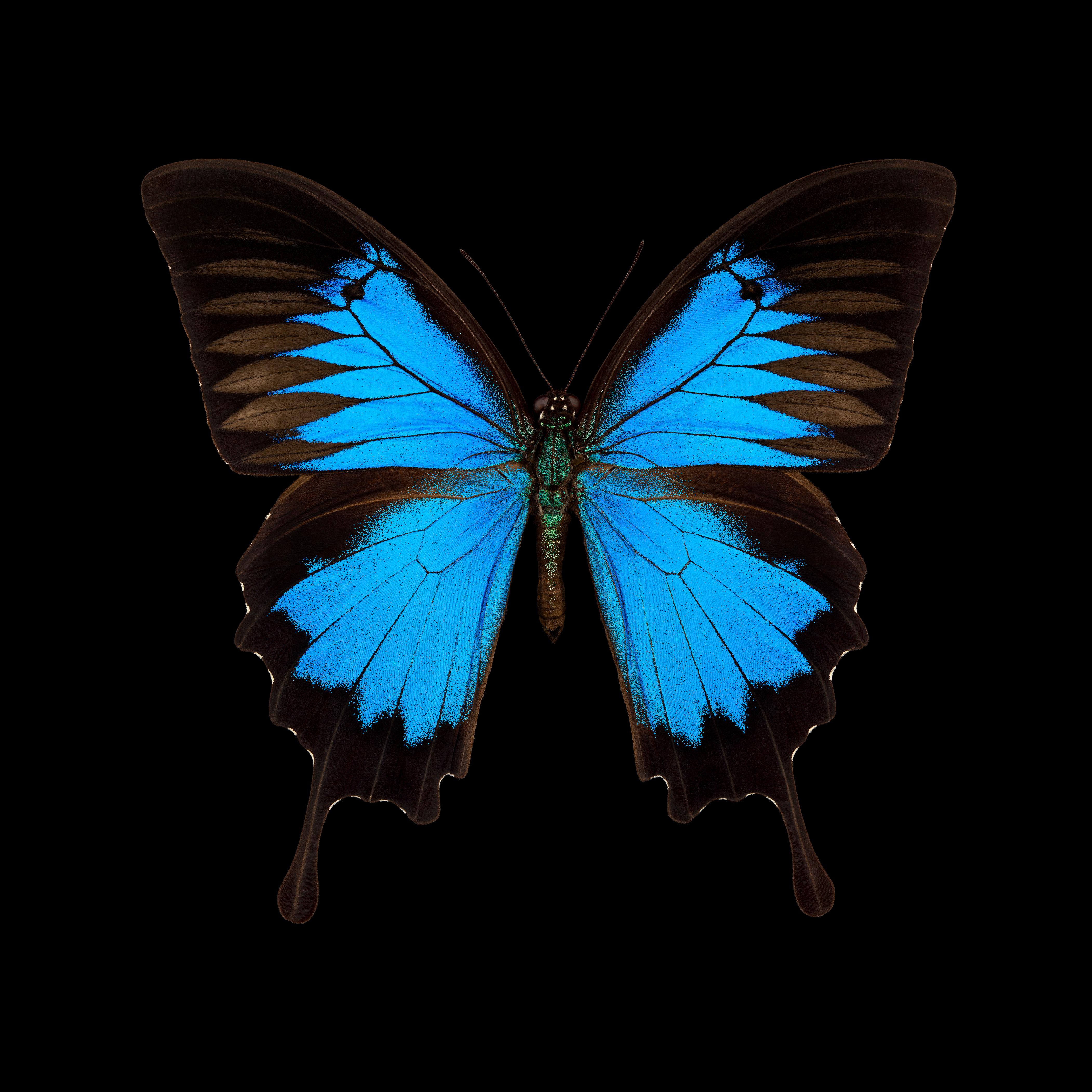 Pascal Goet Color Photograph - Kroma: Papilio Ulysses