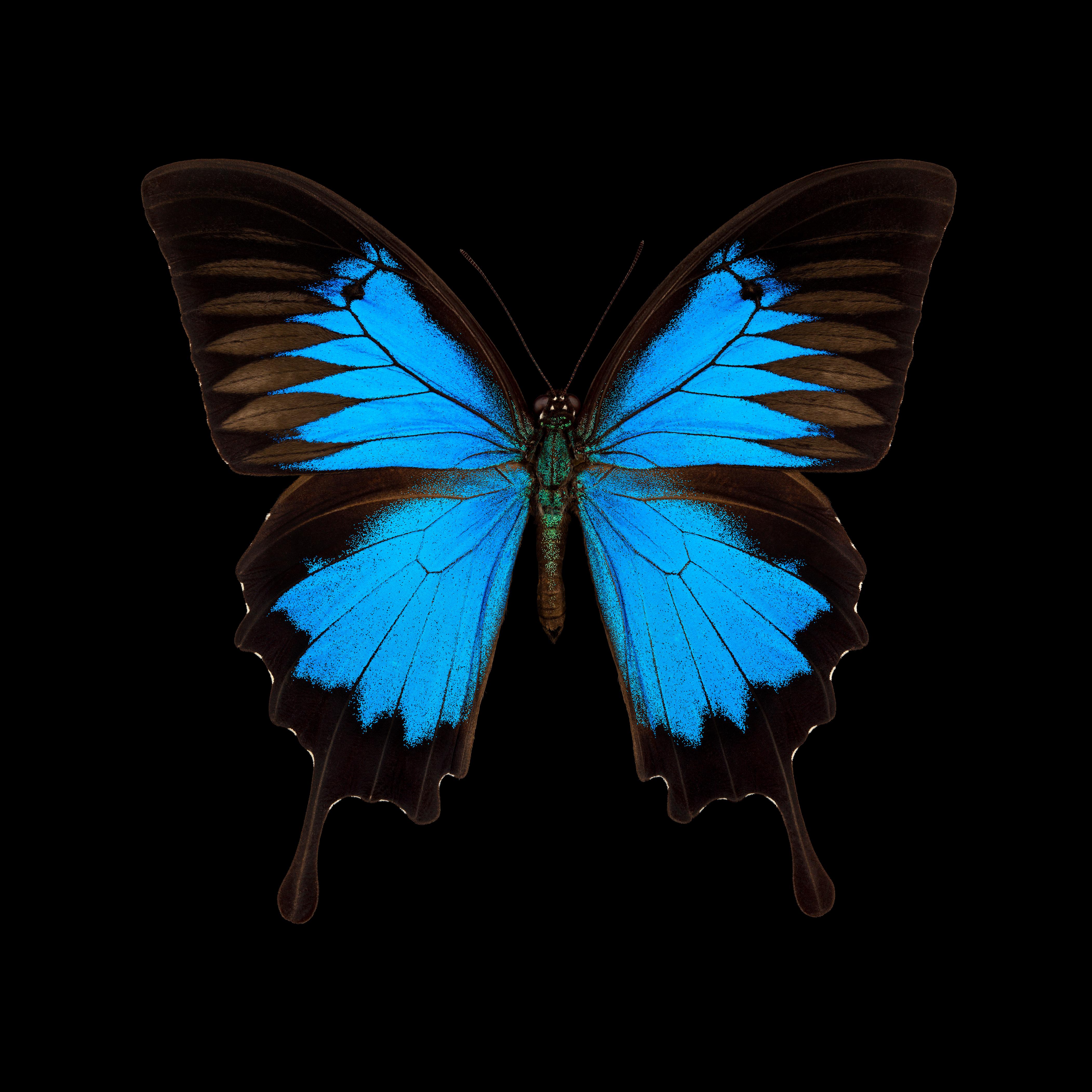 Color Photograph de Pascal Goet - Kroma: Papilio Ulysses