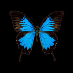 Kroma: Papilio Ulysses