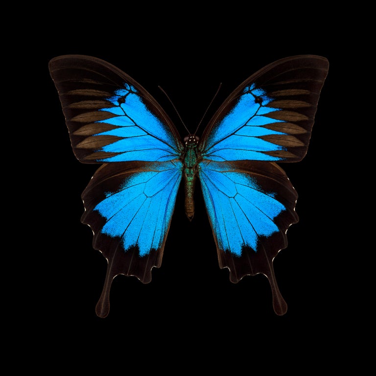 Pascal Goet - Kroma: Papilio Ulysses For Sale at 1stDibs