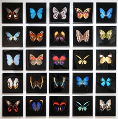 Kroma: Papilio Zalmoxis-R