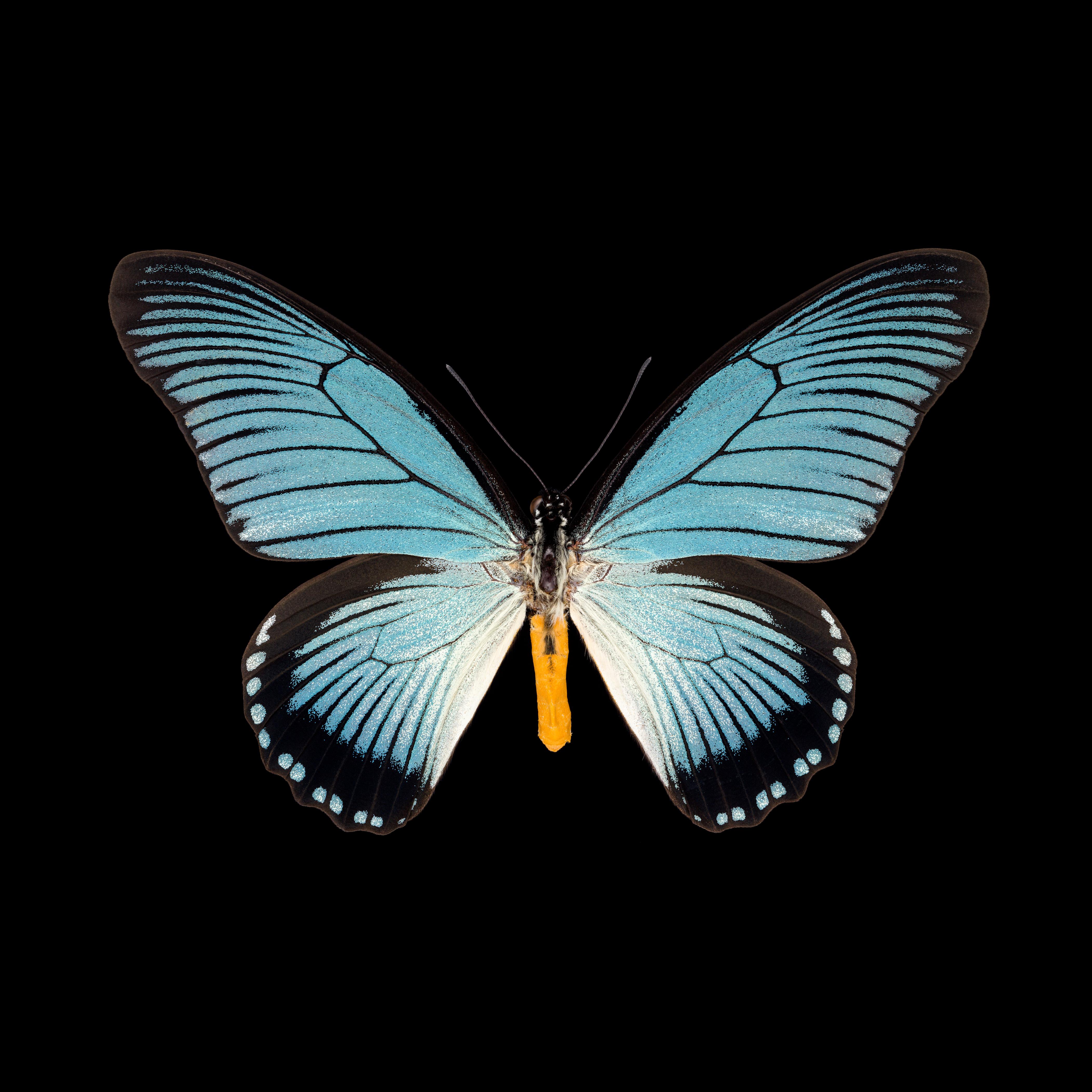 Pascal Goet Still-Life Photograph – Kroma: Papilio Zalmoxis-R