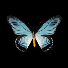 Kroma : Papilio Zalmoxis-R