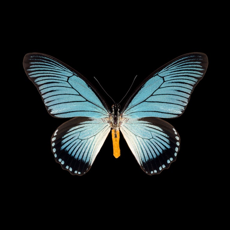 Pascal Goet - Kroma: Papilio Zalmoxis-R For Sale at 1stDibs