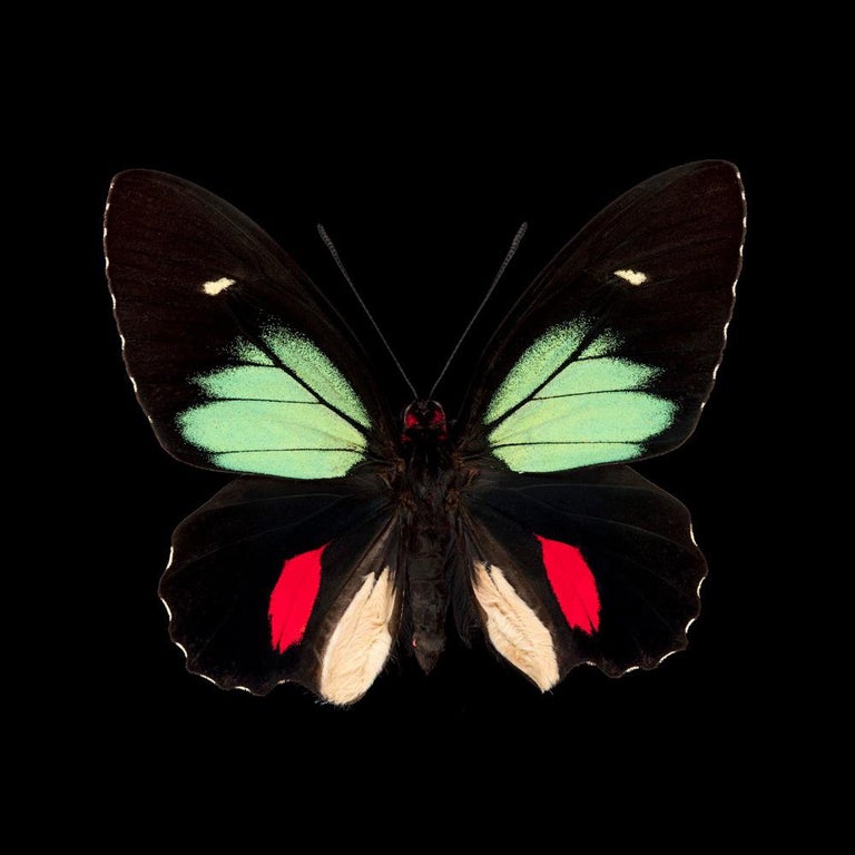 Pascal Goet - Kroma: Parides Childrenae For Sale at 1stDibs