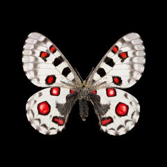 Kroma : Parnassius Nomion Richthofeni-M