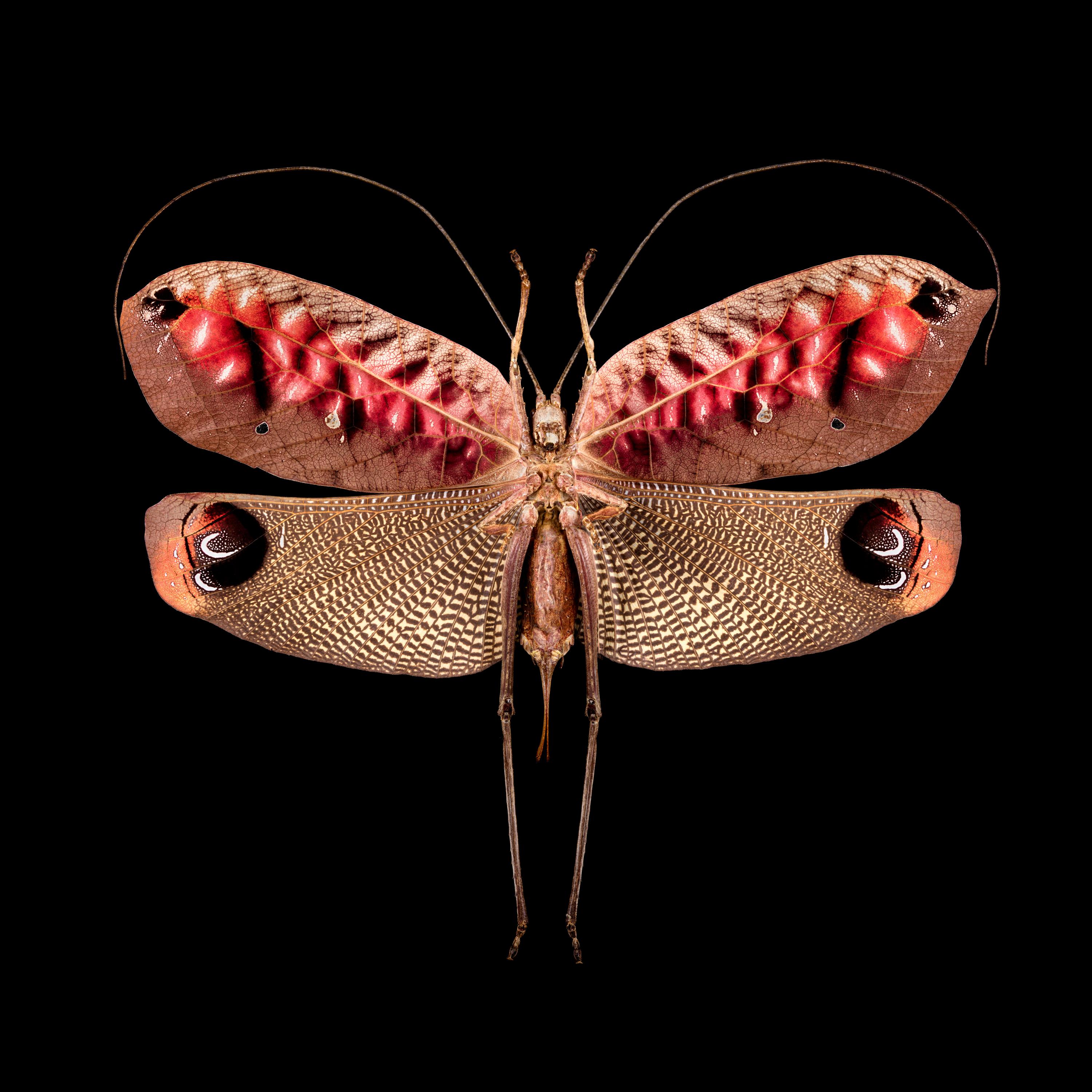Still-Life Photograph de Pascal Goet - Kroma: Pterochroza Ocellata II-F-V