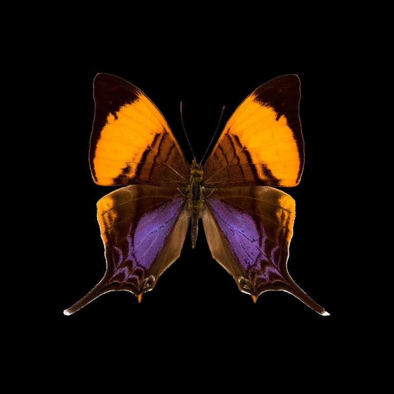 Pascal Goet Still-Life Photograph - KROMA -  The Butterflies - Marpesia cosita-R