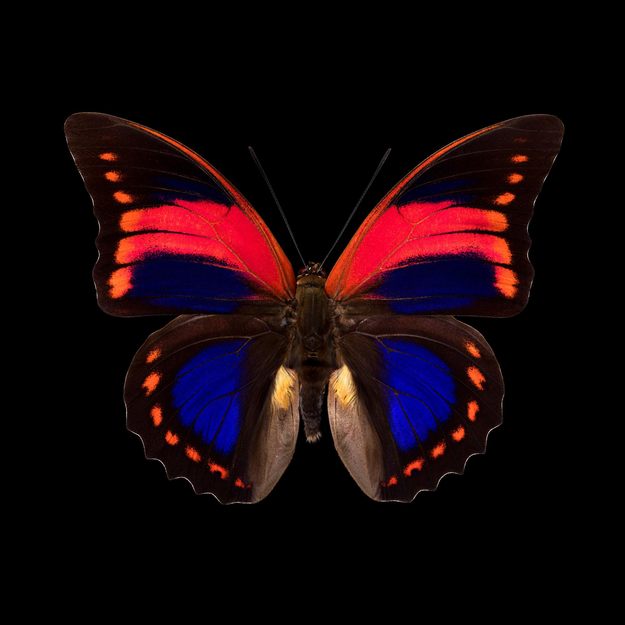 Pascal Goet Still-Life Photograph - Kroma -  The butterfly collection - Prepona praeneste