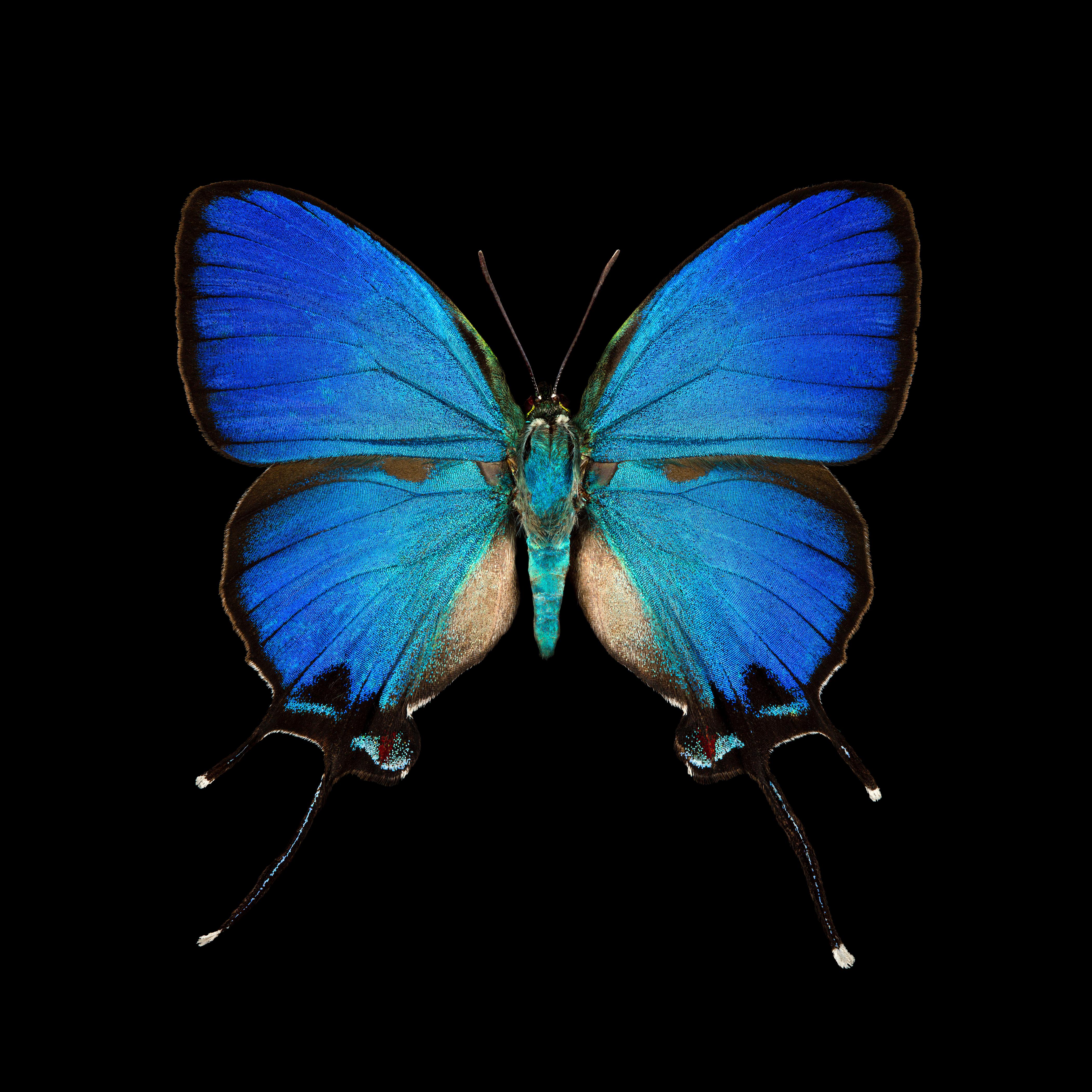 Pascal Goet Still-Life Photograph - Kroma: Thecla Coronata-M