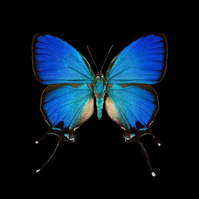 Pascal Goet - Kroma: Thecla Coronata-M For Sale at 1stDibs