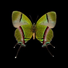 Kroma: Thecla Coronata-M-V