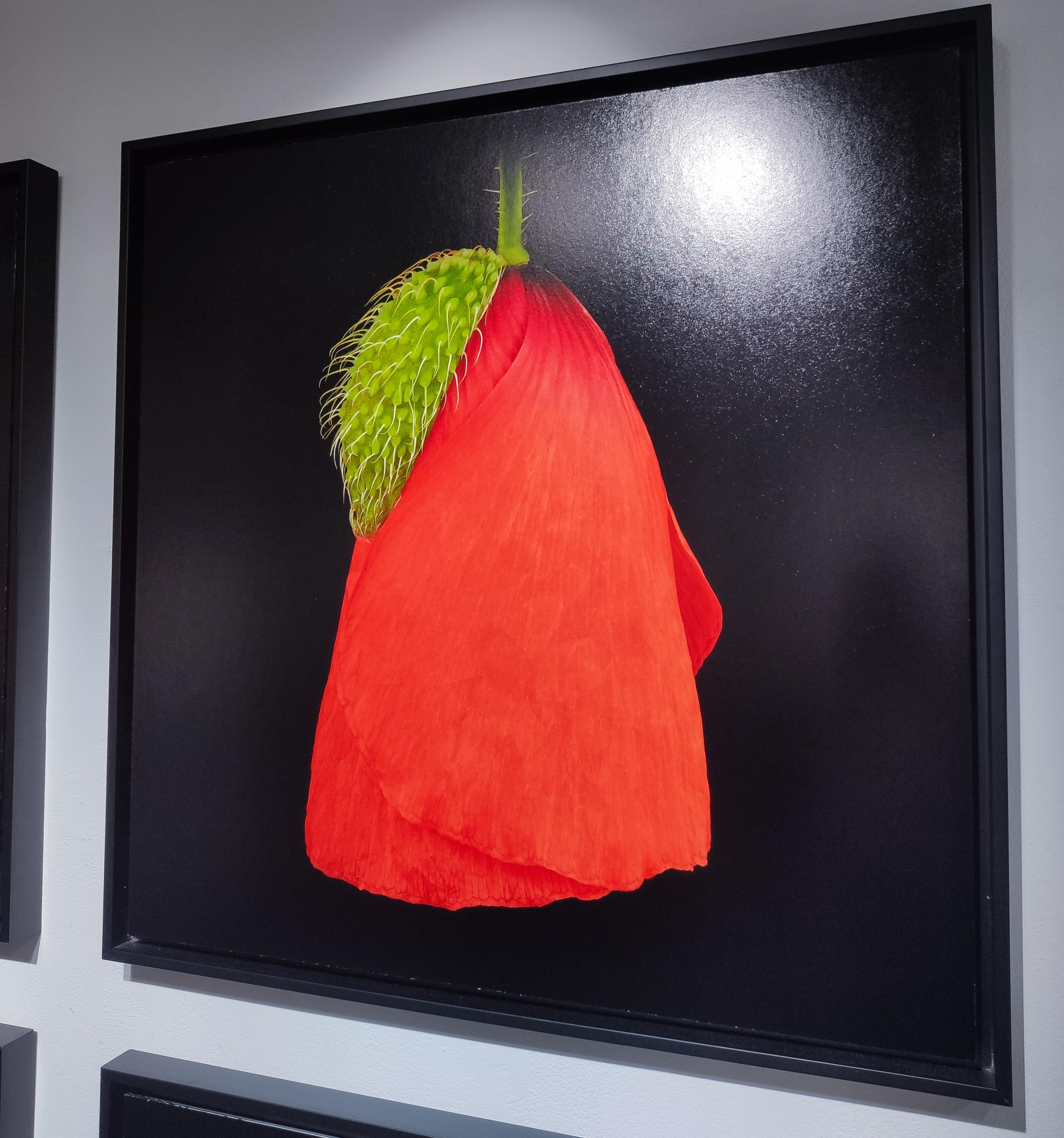 Amapola I - Photograph de Pascal Goet