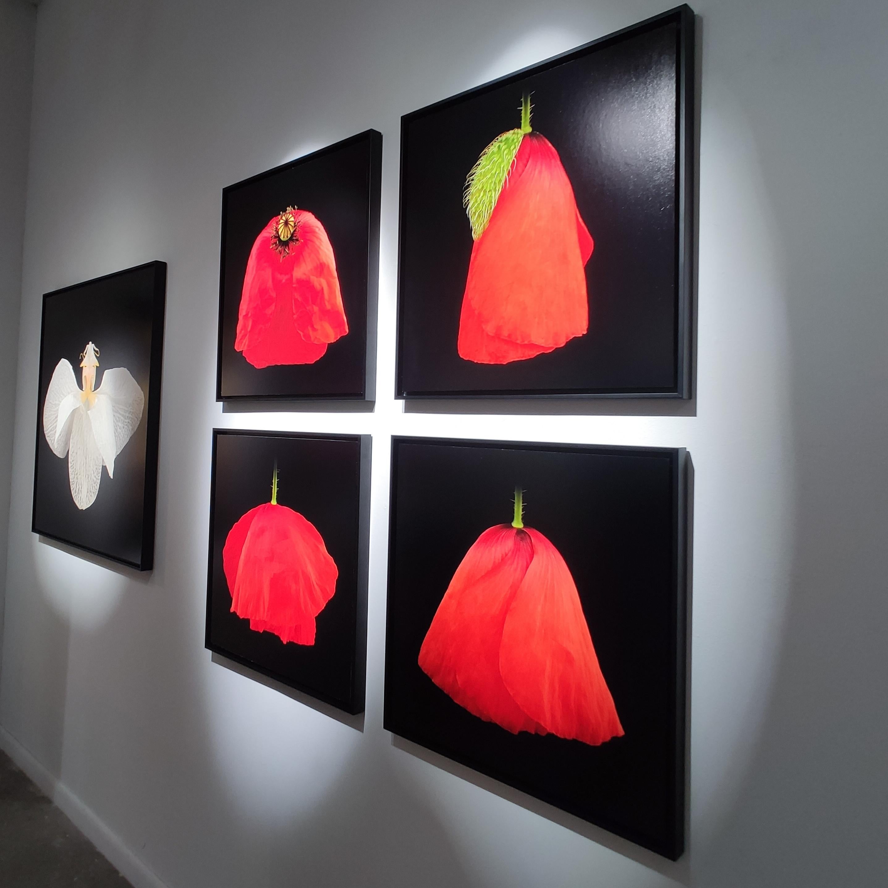 Amapola I - Color Photograph Negro de Pascal Goet