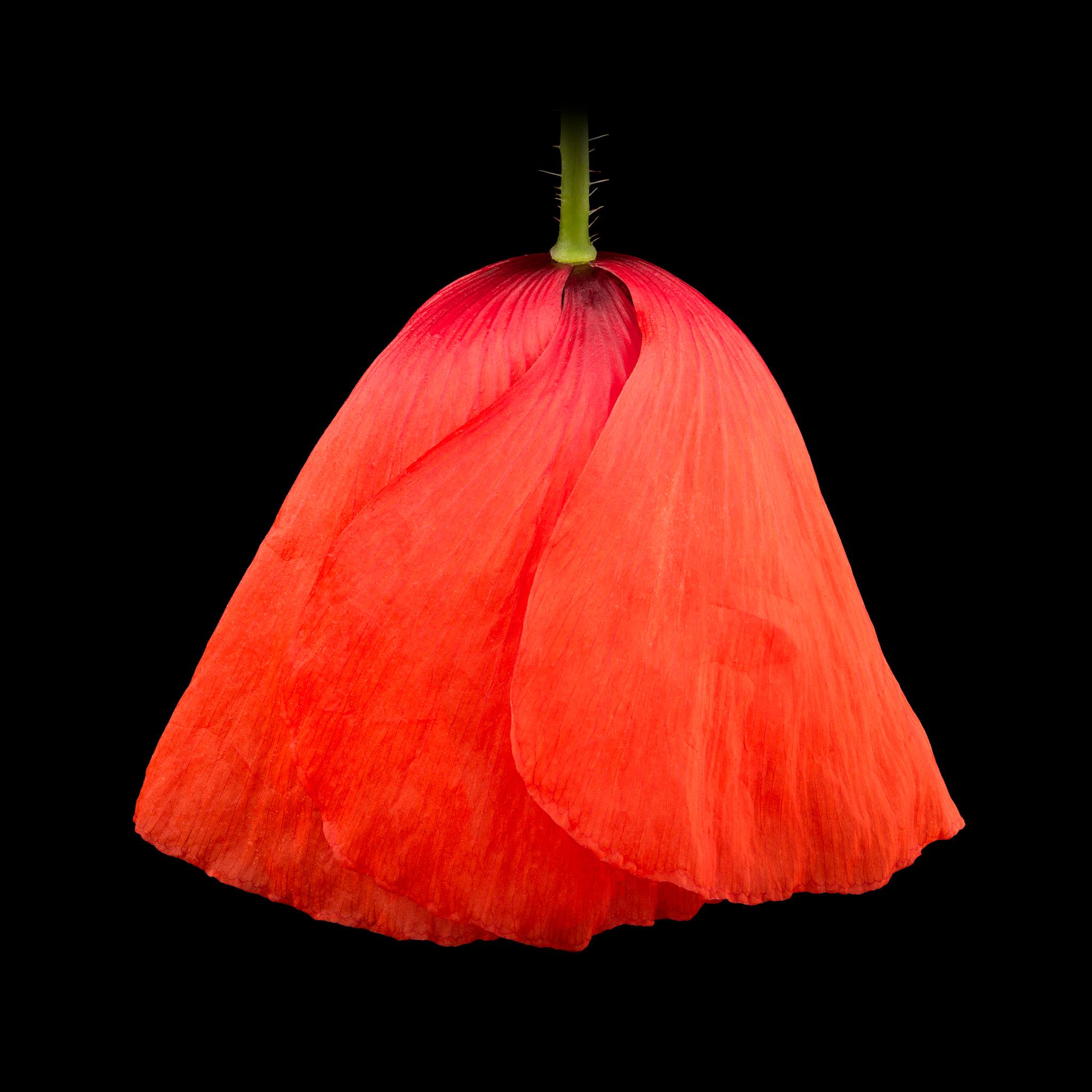 Pascal Goet Color Photograph - Poppy II