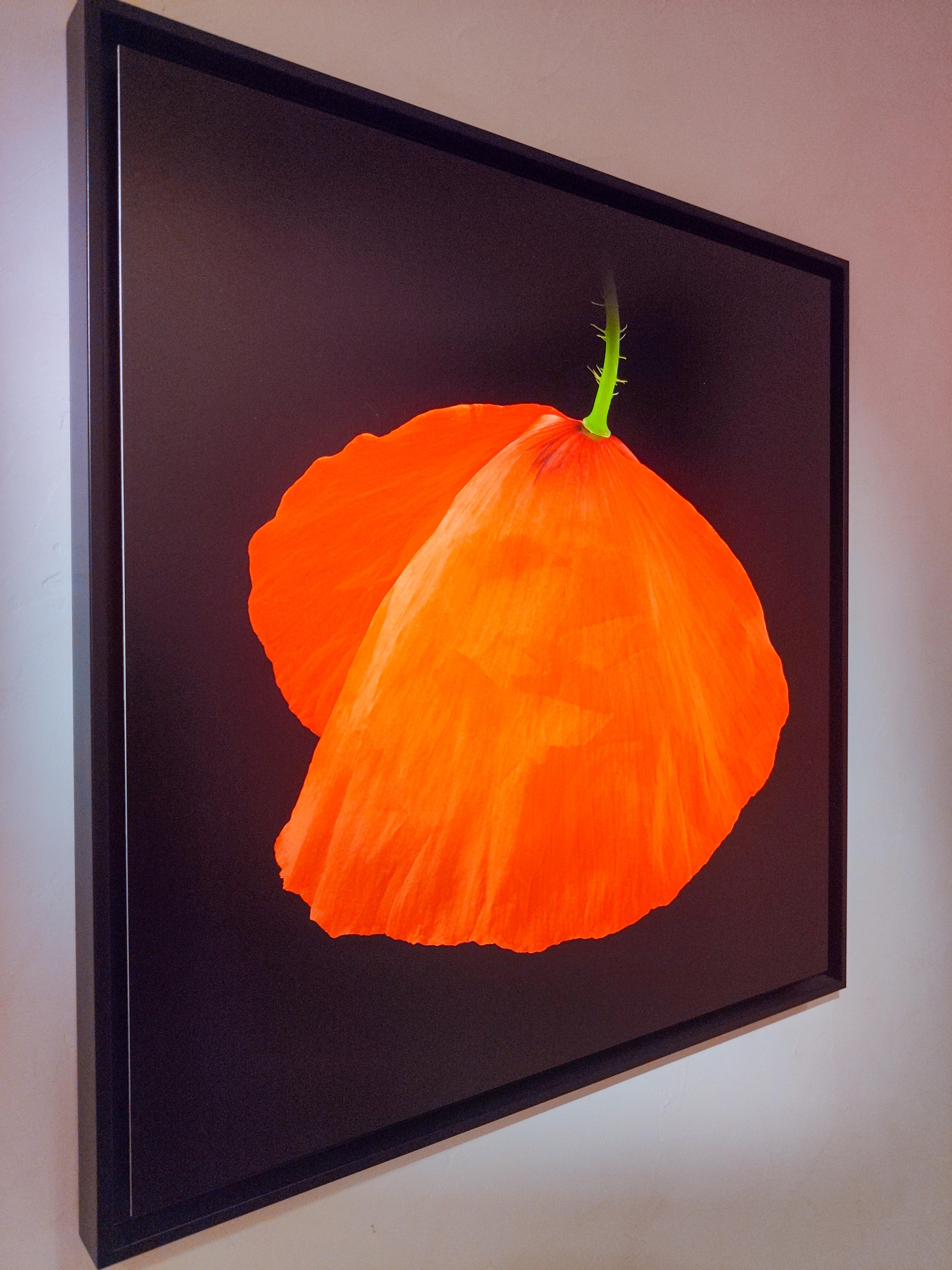 Amapola III - Photograph de Pascal Goet