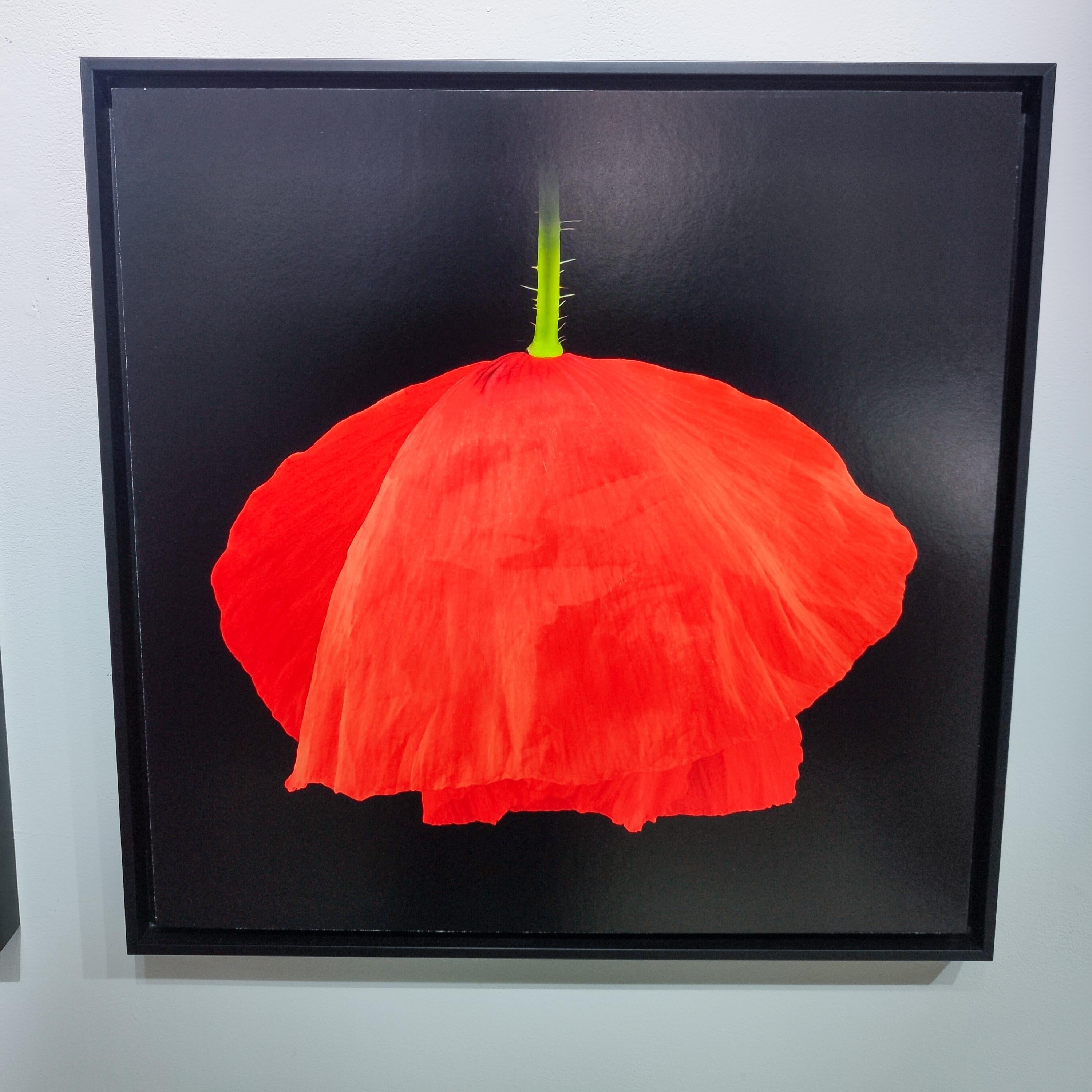 Amapola IV - Photograph de Pascal Goet
