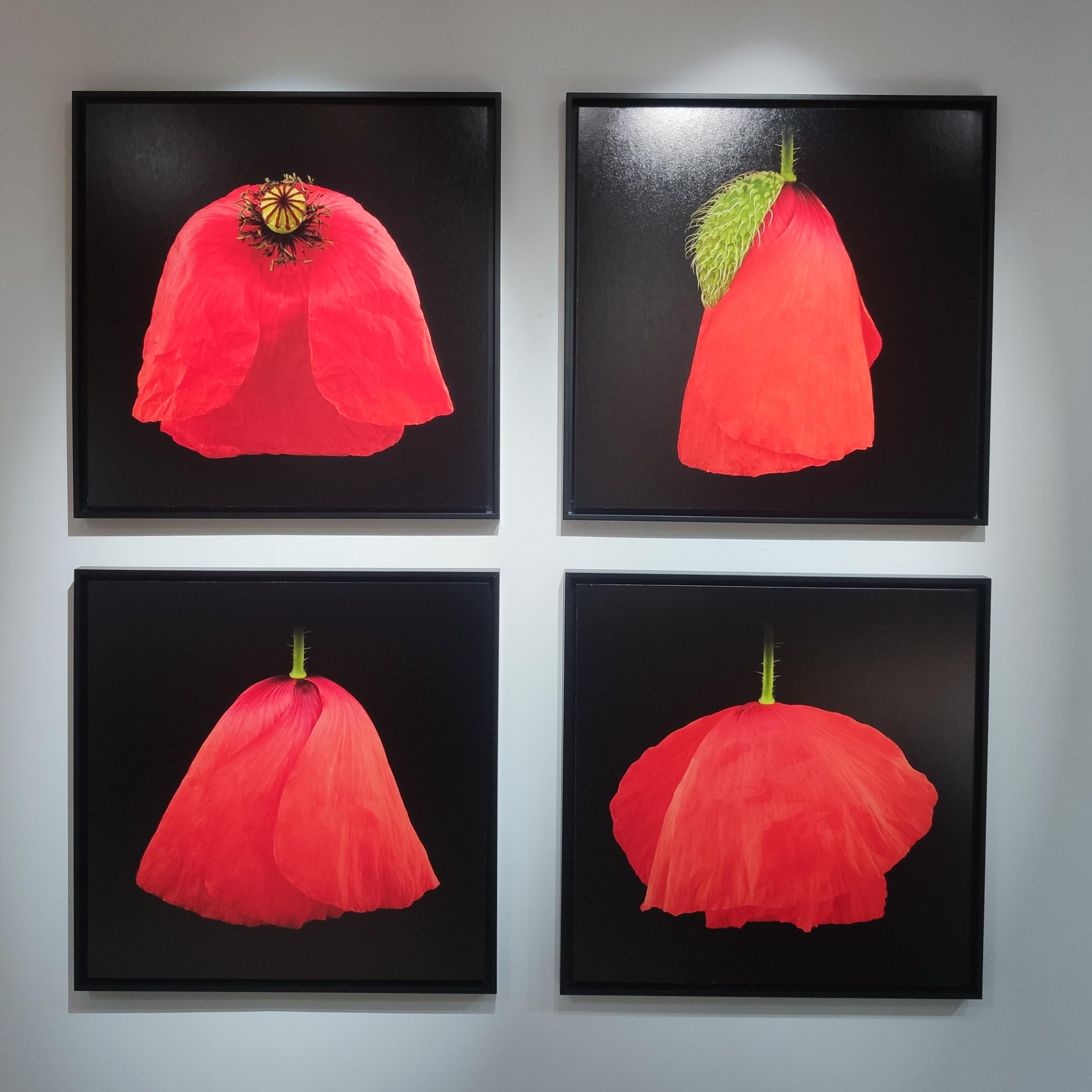 Amapola IV - Photograph Otro estilo de arte de Pascal Goet