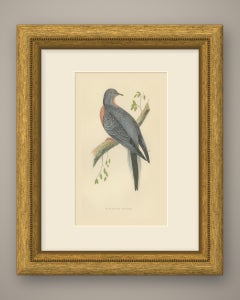Passenger Pigeon on a Mossy Branch, Hand Colored Bird Print, Morris, 1896