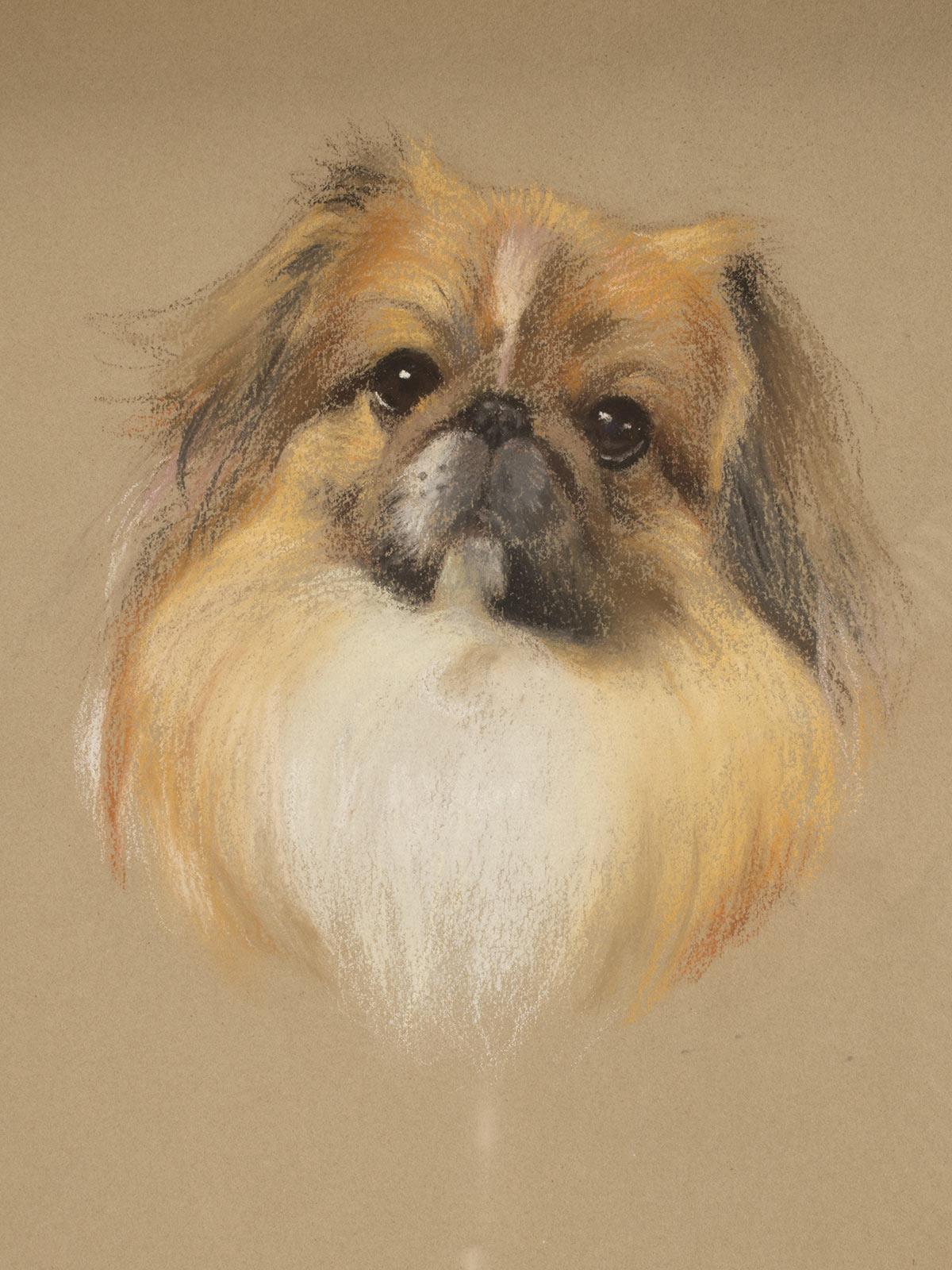 20ième siècle dessin au pastel représentant un chien pékinois, signé Phyllis Binet, Angleterre, 1950 environ en vente