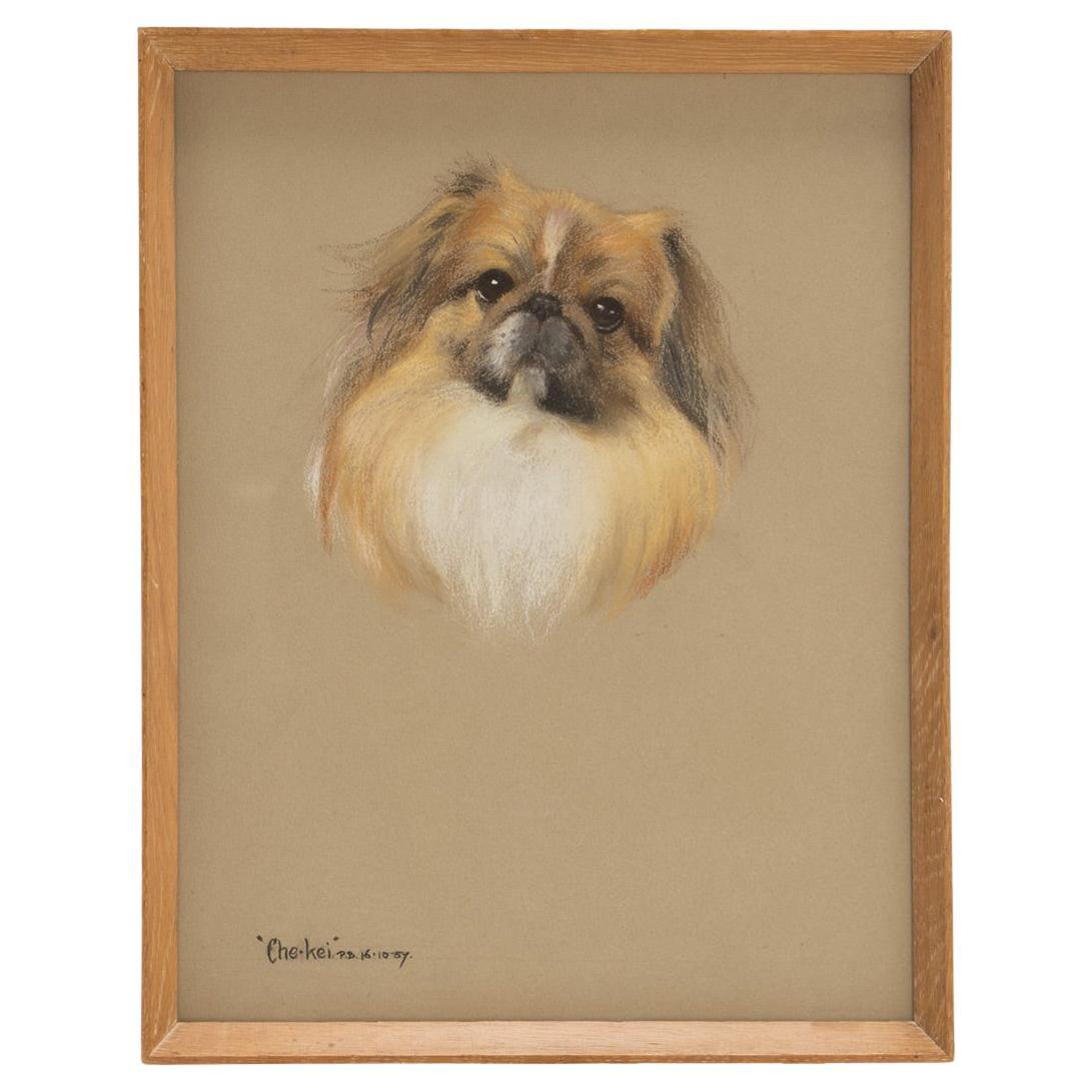 Pastel drawing depicting a Pekingese dog, signed Phyllis Binet, England 1950 ca.