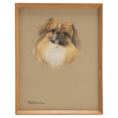 Pastel drawing depicting a Pekingese dog, signed Phyllis Binet, England 1950 ca.