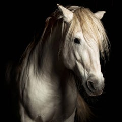 "Patience" Plexiglass Mounted Color Horse Photo by Lisa Houlgrave