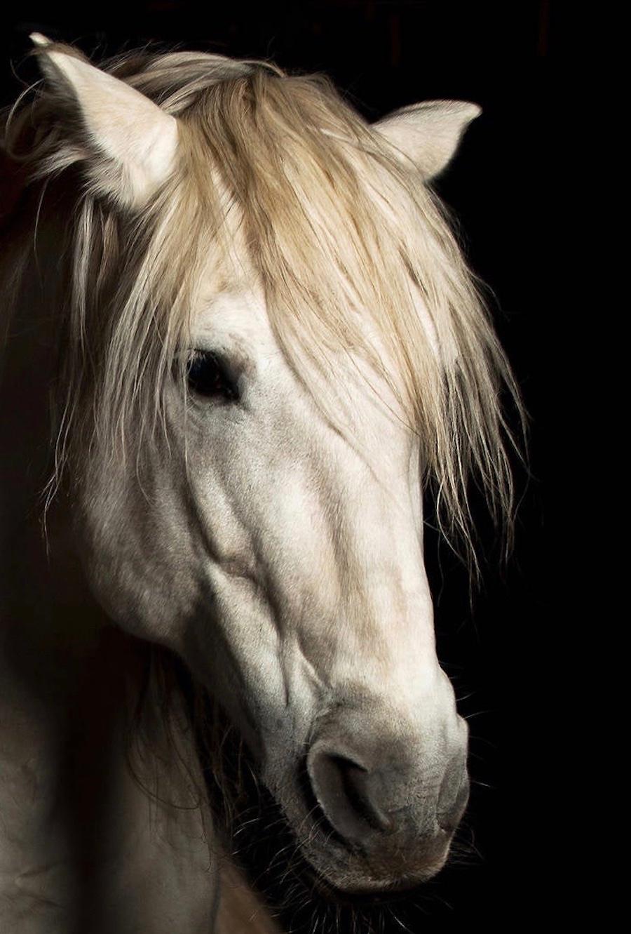 framed horse photos