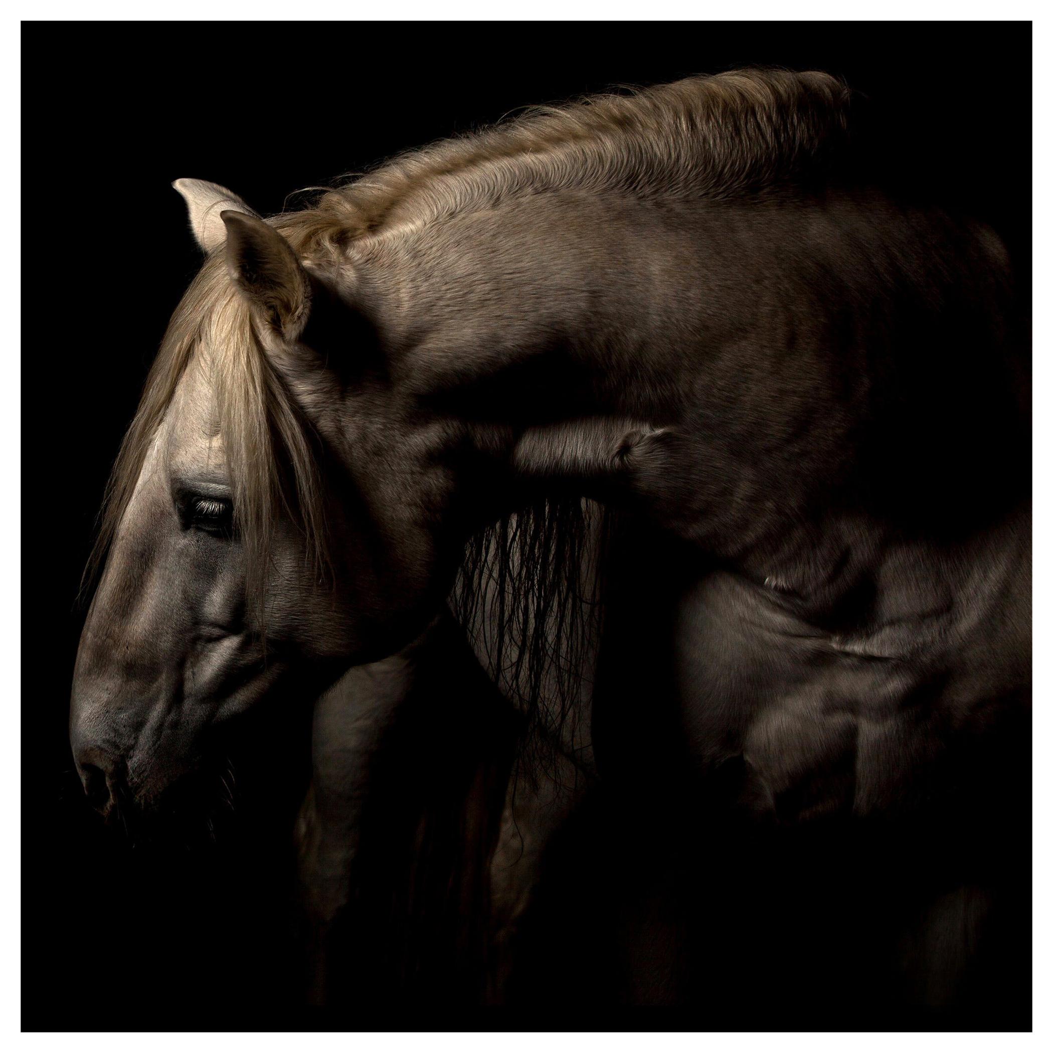 "Patience" Plexiglass Mounted Color Horse Photo by Lisa Houlgrave For Sale