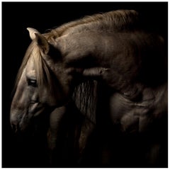 "Patience" Framed Color Horse Photo by Lisa Houlgrave