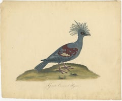 Patina Rich Engraving of an Antique Hand-Colored Great Crowned Pigeon, 1794